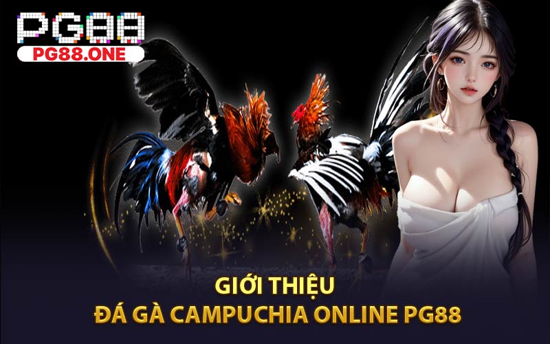 Đá Gà Campuchia Trực Tiếp Online Tại PG88 - Arivo