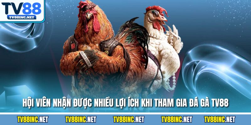 Đá Gà TV88 - Trải Nghiệm Đỉnh Cao Cùng Sàn Cá Cược Hàng Đầu - Arivo