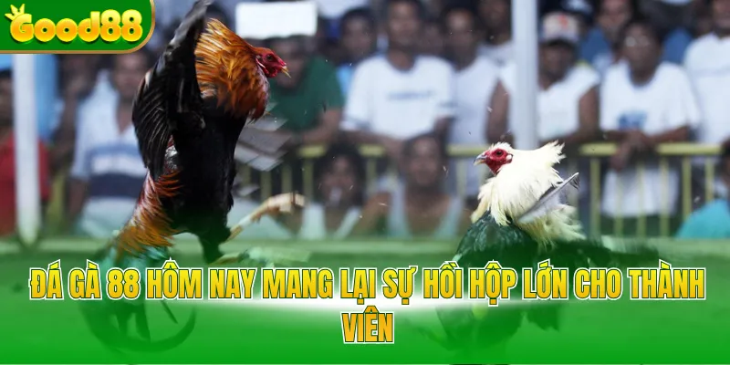 Đá Gà 88 Hôm Nay Tại Good88 - Đỉnh Cao Cược Trực Tuyến - Arivo