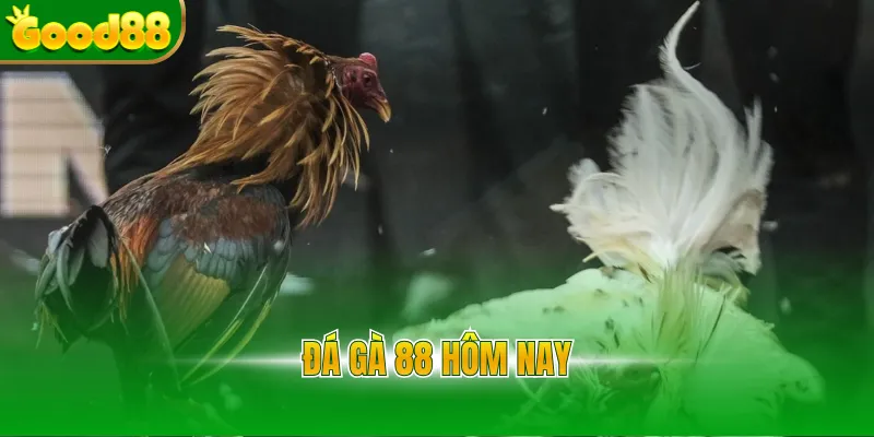 Đá Gà Good88 - Sảnh Đá Gà Thomo Uy Tín, Tỷ Lệ Thưởng 1 Ăn 99 - Arivo