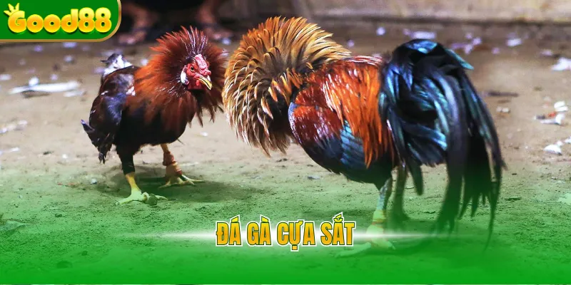 Đá Gà Good88 - Sảnh Đá Gà Thomo Uy Tín, Tỷ Lệ Thưởng 1 Ăn 99 - Arivo