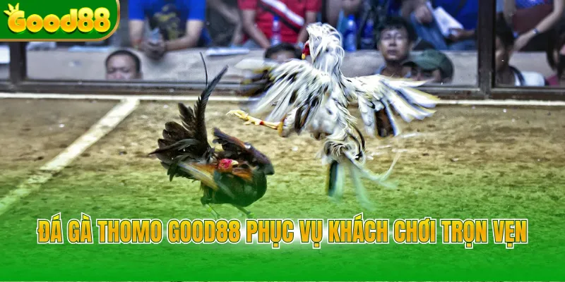Đá Gà Thomo Good88 - Đỉnh Cao Cược Trực Tuyến Năm 2026 - Arivo
