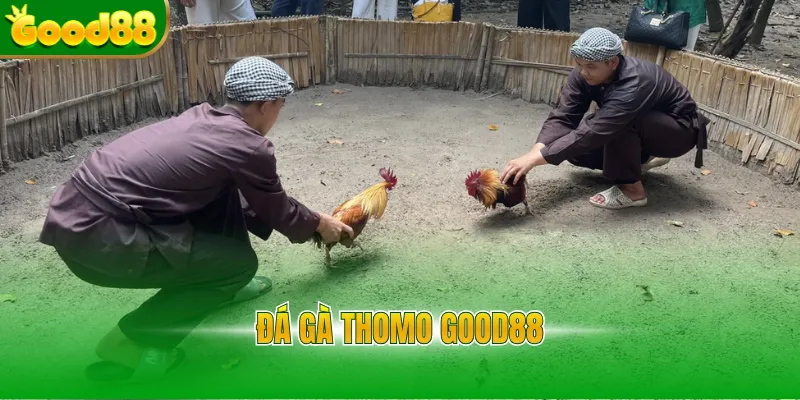 Đá Gà Good88 - Sảnh Đá Gà Thomo Uy Tín, Tỷ Lệ Thưởng 1 Ăn 99 - Arivo