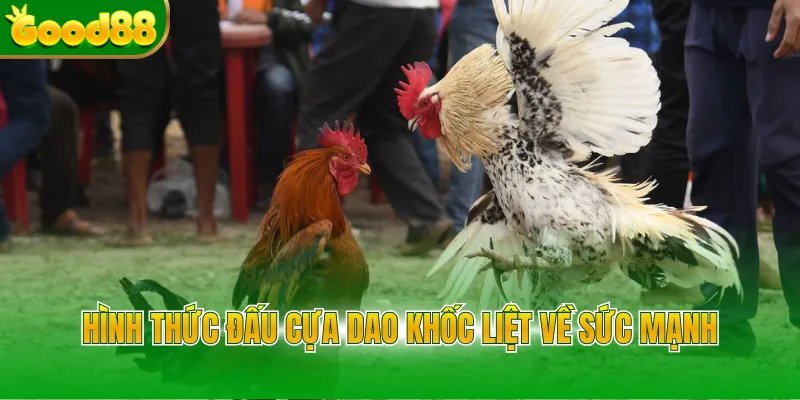 Đá Gà Thomo Good88 - Đỉnh Cao Cược Trực Tuyến Năm 2026 - Arivo