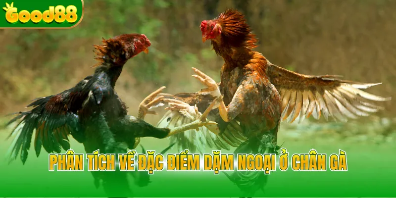 Vảy Gà Chọi - Bí Kíp Xem Chân Chiến Kê Cực Chuẩn Good88 - Arivo
