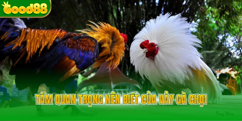 Vảy Gà Chọi - Bí Kíp Xem Chân Chiến Kê Cực Chuẩn Good88 - Arivo