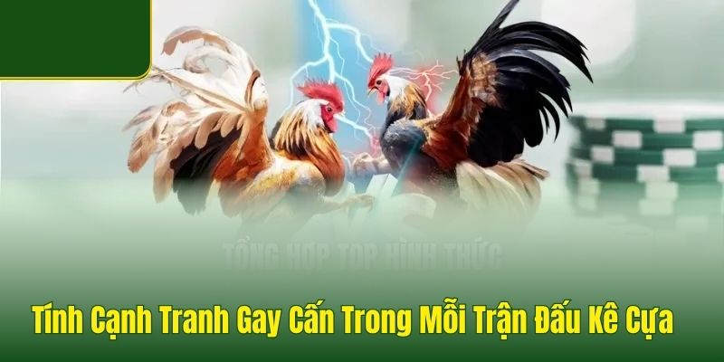 Đá Gà Good88 - Sảnh Đá Gà Thomo Uy Tín, Tỷ Lệ Thưởng 1 Ăn 99 - Arivo