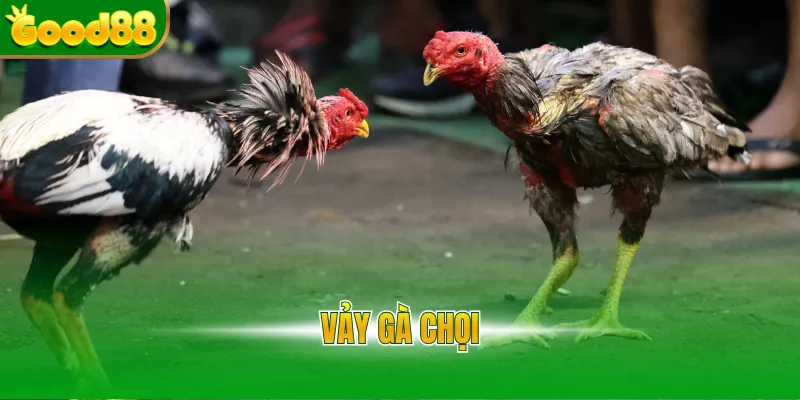 Đá Gà Good88 - Sảnh Đá Gà Thomo Uy Tín, Tỷ Lệ Thưởng 1 Ăn 99 - Arivo