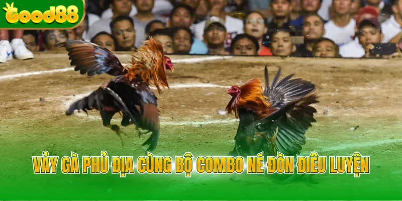 Vảy Gà Chọi - Bí Kíp Xem Chân Chiến Kê Cực Chuẩn Good88 - Arivo